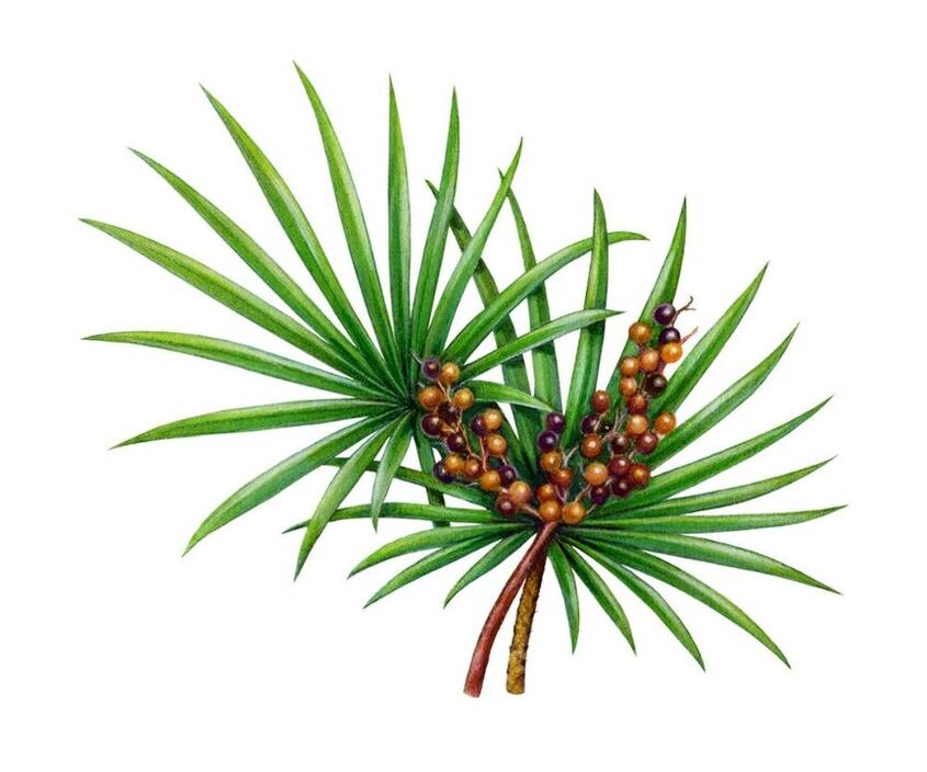 Estratto di frutto di Saw Palmetto in Prostamin Forte