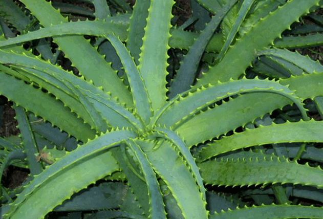 Kalanchoe tratta i disturbi maschili