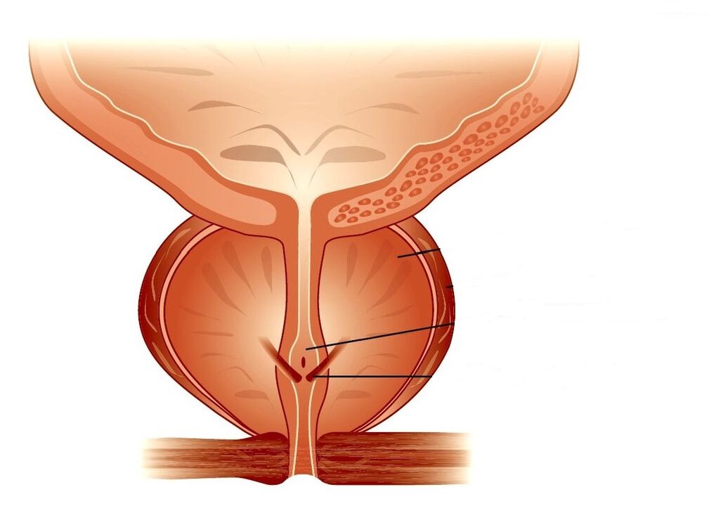 Struttura della prostata e prostatite cronica